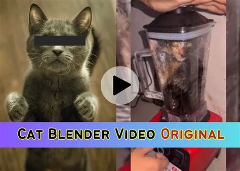 cat in the blender video twitter|I watched the cat blender video out of curiosity and now i can